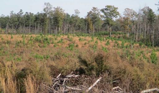 Photo of UNDER CONTRACT!!  46 acres of Recreational Timberland For Sale in King and Queen Co VA!