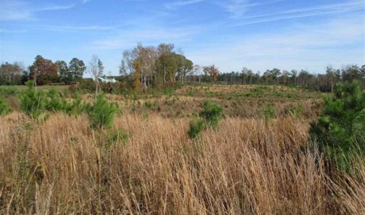 Photo of UNDER CONTRACT!!  46 acres of Recreational Timberland For Sale in King and Queen Co VA!