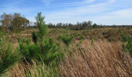 Photo of UNDER CONTRACT!!  46 acres of Recreational Timberland For Sale in King and Queen Co VA!