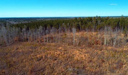Photo of UNDER CONTRACT!!  104 Acres of Hunting and Timber Land For Sale in Lee County NC!