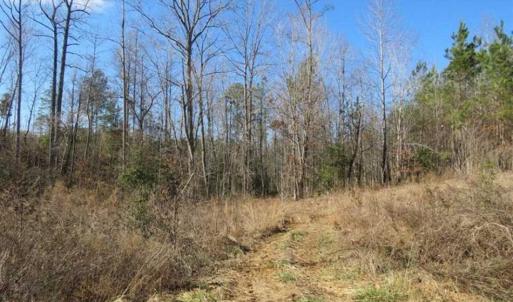 Photo of UNDER CONTRACT!!  104 Acres of Hunting and Timber Land For Sale in Lee County NC!