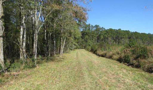 Photo of SOLD!!  327.5 acres of Hunting and Timberland for Sale in Bladen County NC!