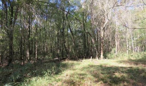 Photo of SOLD!!  327.5 acres of Hunting and Timberland for Sale in Bladen County NC!