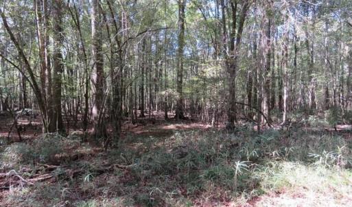 Photo of SOLD!!  327.5 acres of Hunting and Timberland for Sale in Bladen County NC!