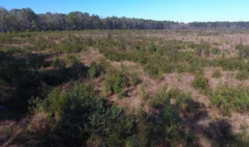 Photo of SOLD!!  327.5 acres of Hunting and Timberland for Sale in Bladen County NC!