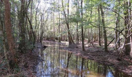 Photo of SOLD!!  327.5 acres of Hunting and Timberland for Sale in Bladen County NC!