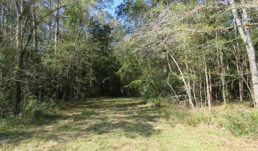 Photo of SOLD!!  327.5 acres of Hunting and Timberland for Sale in Bladen County NC!