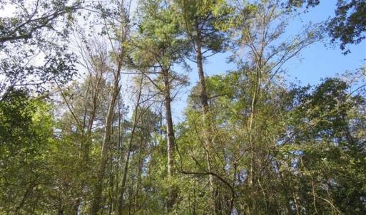 Photo of SOLD!!  327.5 acres of Hunting and Timberland for Sale in Bladen County NC!