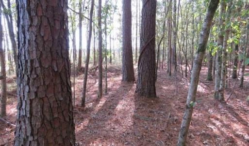 Photo of SOLD!!  327.5 acres of Hunting and Timberland for Sale in Bladen County NC!