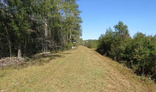 Photo of SOLD!!  327.5 acres of Hunting and Timberland for Sale in Bladen County NC!