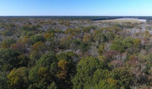 Photo of SOLD!!  327.5 acres of Hunting and Timberland for Sale in Bladen County NC!