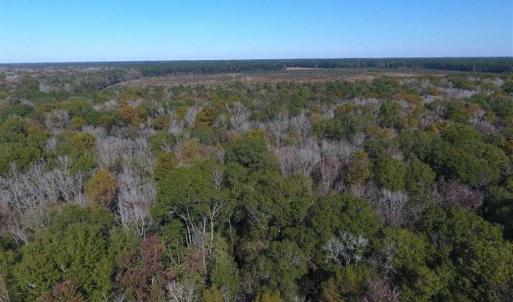 Photo of SOLD!!  327.5 acres of Hunting and Timberland for Sale in Bladen County NC!