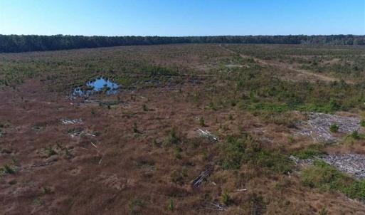 Photo of SOLD!!  327.5 acres of Hunting and Timberland for Sale in Bladen County NC!