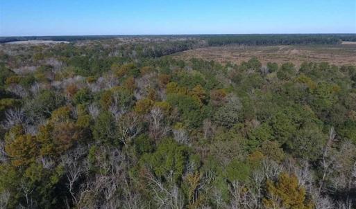 Photo of SOLD!!  327.5 acres of Hunting and Timberland for Sale in Bladen County NC!