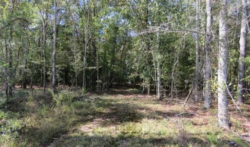 Photo of SOLD!!  327.5 acres of Hunting and Timberland for Sale in Bladen County NC!