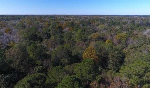 Photo of SOLD!!  327.5 acres of Hunting and Timberland for Sale in Bladen County NC!