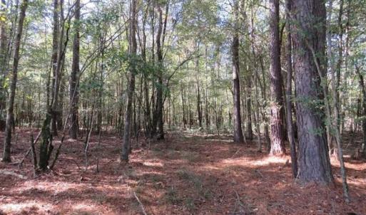 Photo of SOLD!!  327.5 acres of Hunting and Timberland for Sale in Bladen County NC!