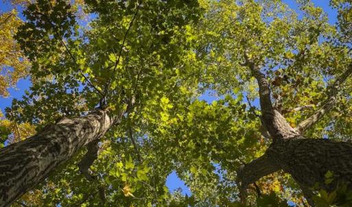 Photo of 10.39-acre Homesite (Lot-4) for Sale in Orange County, NC!