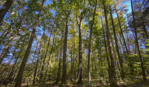 Photo of 10.39-acre Homesite (Lot-4) for Sale in Orange County, NC!