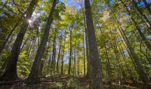 Photo of 10.39-acre Homesite (Lot-4) for Sale in Orange County, NC!