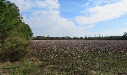 Photo of UNDER CONTRACT!!  55 Acres of Farm and Timber Land For Sale in Robeson County NC!