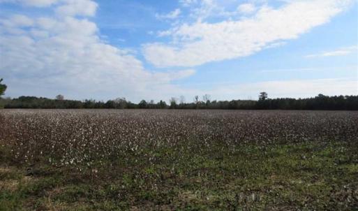 Photo of UNDER CONTRACT!!  55 Acres of Farm and Timber Land For Sale in Robeson County NC!