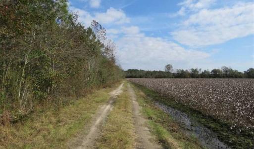 Photo of UNDER CONTRACT!!  55 Acres of Farm and Timber Land For Sale in Robeson County NC!