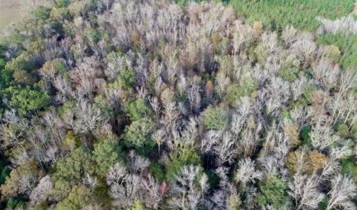 Photo of SOLD!!  22.72 Acres of Recreational Timberland For Sale in Washington County NC!