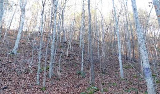Photo of 47.72 Acres of Riverfront Hunting Land For Sale in Pulaski County VA!