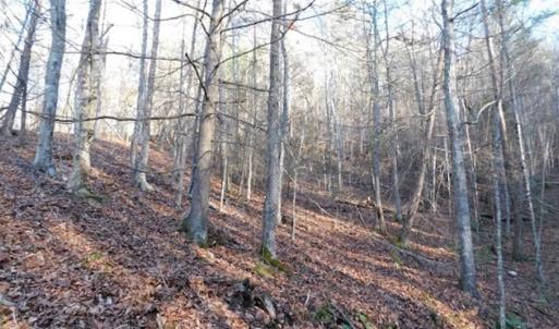 Photo of 47.72 Acres of Riverfront Hunting Land For Sale in Pulaski County VA!
