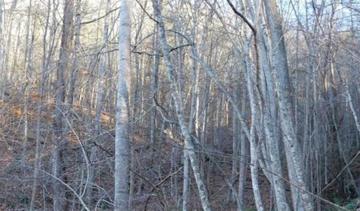Photo of 47.72 Acres of Riverfront Hunting Land For Sale in Pulaski County VA!