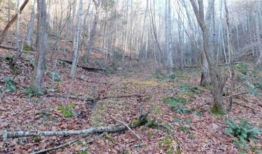 Photo of 47.72 Acres of Riverfront Hunting Land For Sale in Pulaski County VA!