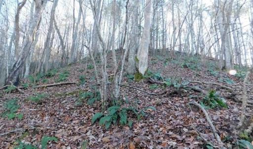Photo of 47.72 Acres of Riverfront Hunting Land For Sale in Pulaski County VA!