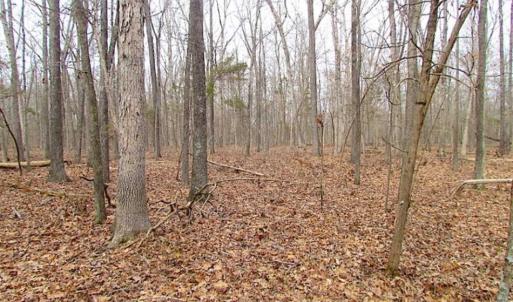 Photo of UNDER CONTRACT!!  99 Acres of Hunting Land For Sale in Culpeper County VA!