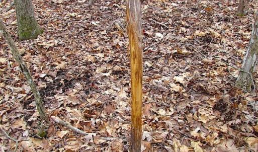 Photo of UNDER CONTRACT!!  99 Acres of Hunting Land For Sale in Culpeper County VA!