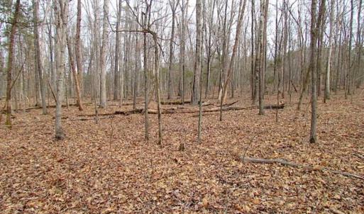 Photo of UNDER CONTRACT!!  99 Acres of Hunting Land For Sale in Culpeper County VA!