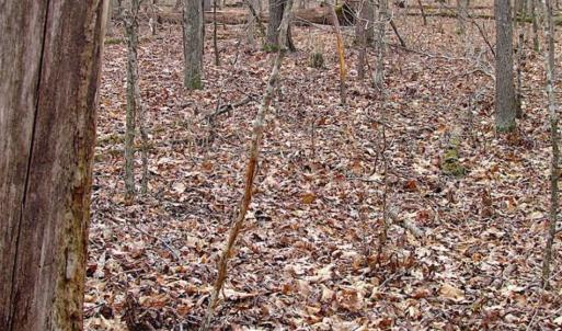 Photo of UNDER CONTRACT!!  99 Acres of Hunting Land For Sale in Culpeper County VA!