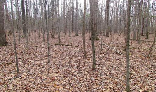 Photo of UNDER CONTRACT!!  99 Acres of Hunting Land For Sale in Culpeper County VA!