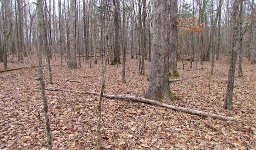 Photo of UNDER CONTRACT!!  99 Acres of Hunting Land For Sale in Culpeper County VA!