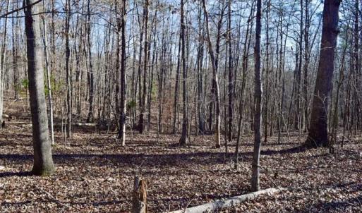 Photo of 48.679 Acres of Hunting / Recreation Land For Sale in Amherst County VA!
