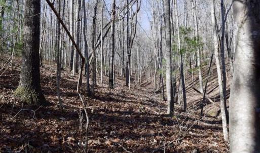 Photo of 48.679 Acres of Hunting / Recreation Land For Sale in Amherst County VA!