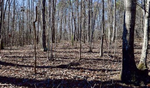 Photo of 48.679 Acres of Hunting / Recreation Land For Sale in Amherst County VA!