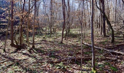 Photo of 48.679 Acres of Hunting / Recreation Land For Sale in Amherst County VA!