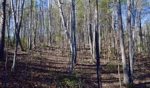 Photo of 48.679 Acres of Hunting / Recreation Land For Sale in Amherst County VA!