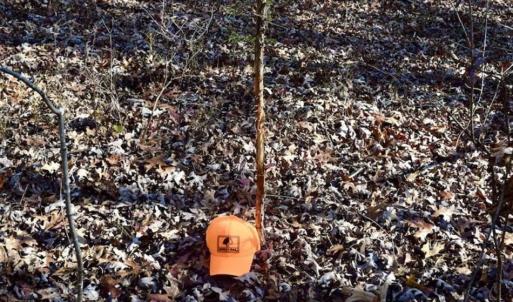 Photo of 48.679 Acres of Hunting / Recreation Land For Sale in Amherst County VA!