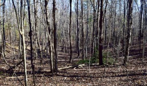 Photo of 48.679 Acres of Hunting / Recreation Land For Sale in Amherst County VA!