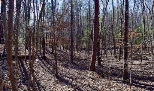 Photo of 48.679 Acres of Hunting / Recreation Land For Sale in Amherst County VA!
