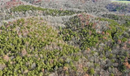 Photo of 48.679 Acres of Hunting / Recreation Land For Sale in Amherst County VA!