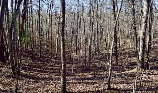 Photo of 48.679 Acres of Hunting / Recreation Land For Sale in Amherst County VA!