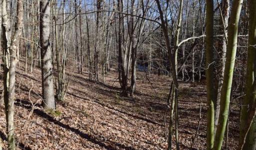 Photo of 48.679 Acres of Hunting / Recreation Land For Sale in Amherst County VA!